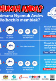 Bagaimana Nyamuk Aedes Berwolbachia Membiak?